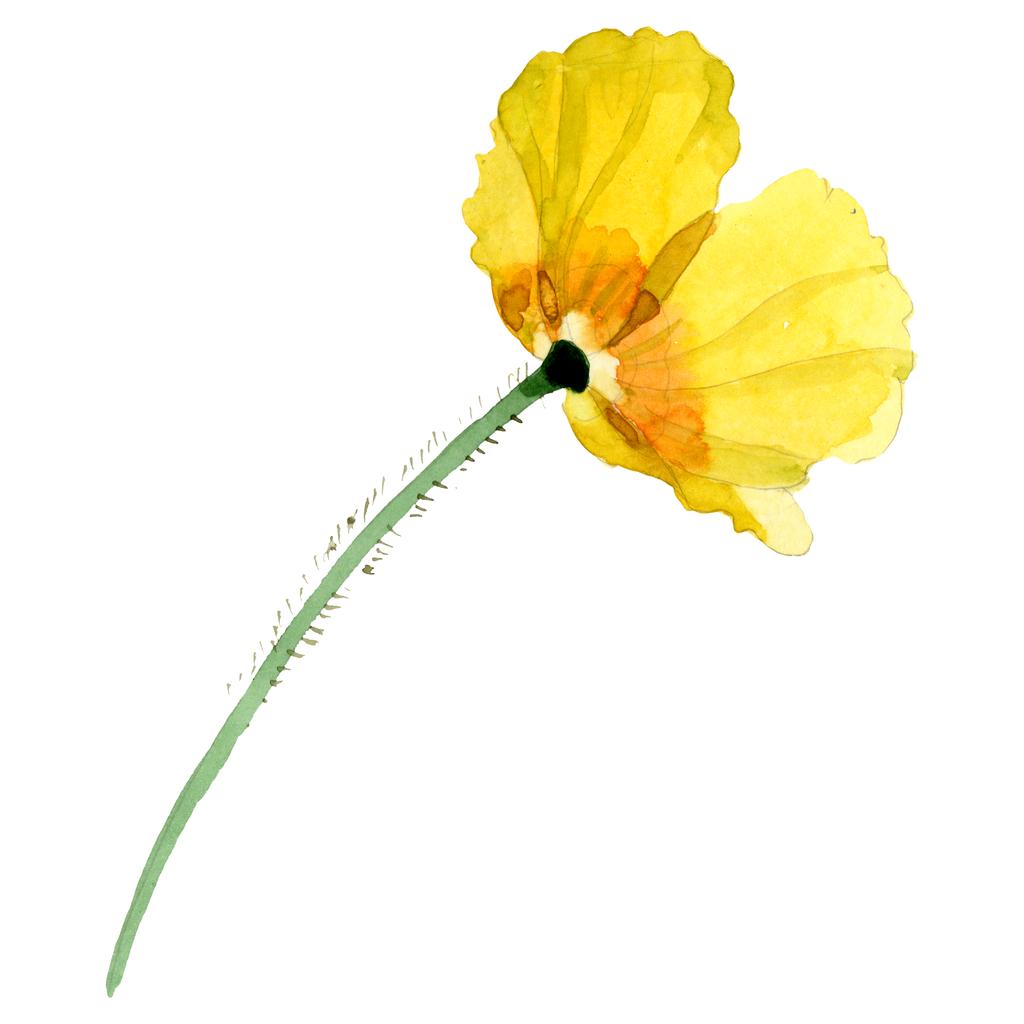 黄色のケシの花の植物の花 野生の春の葉の野生の花 水彩背景イラストセット 水彩画ファッションアクアレル 分離ポピーイラスト要素 ロイヤリティフリー写真 画像素材
