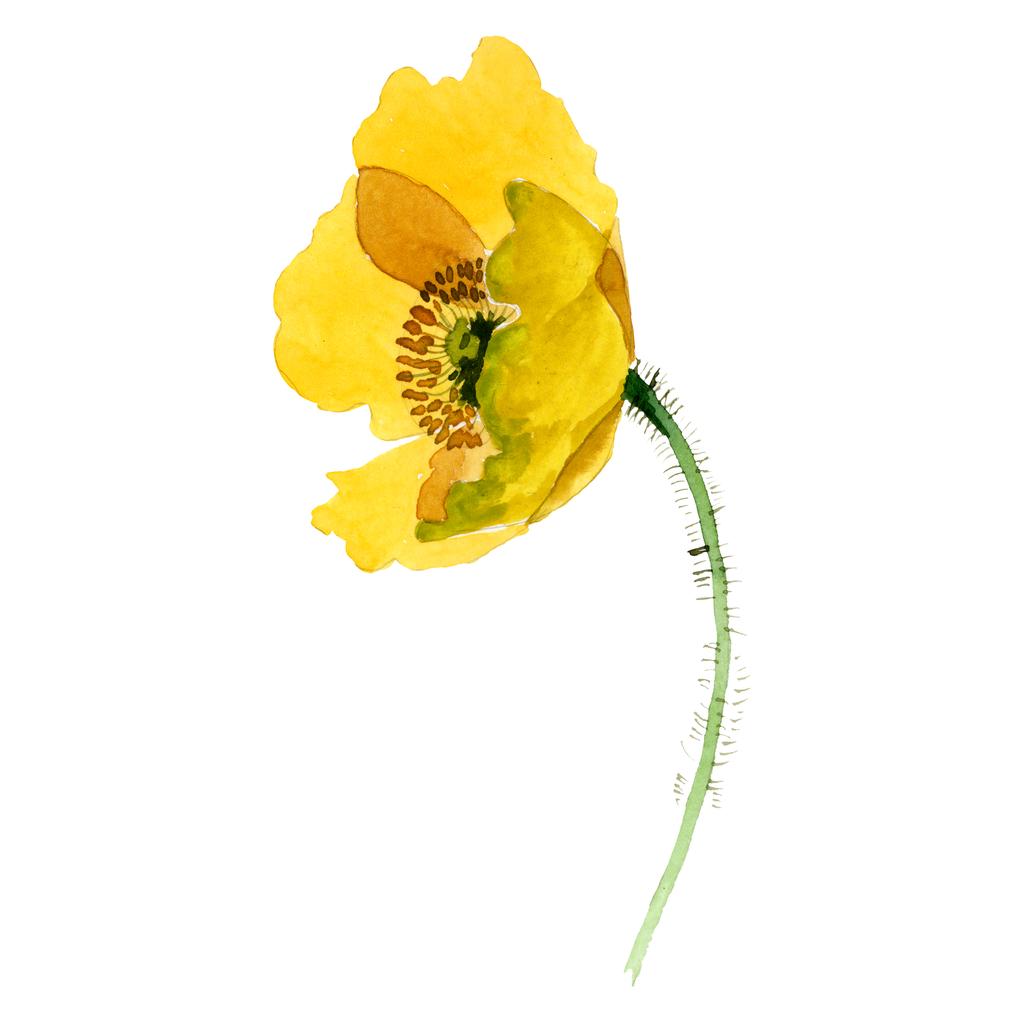 黄色のケシの花の植物の花。●水彩背景イラストセット。分離ポピーイラスト要素. - 写真・画像