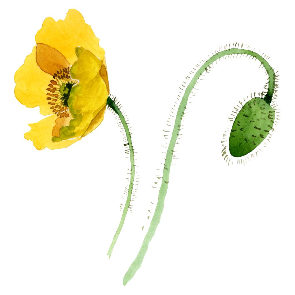 Żółty MAK kwiatowy kwiatów botanicznych. Akwarela zestaw ilustracji tła. Poppies na białym tle element ilustracji. - Zdjęcie, obraz