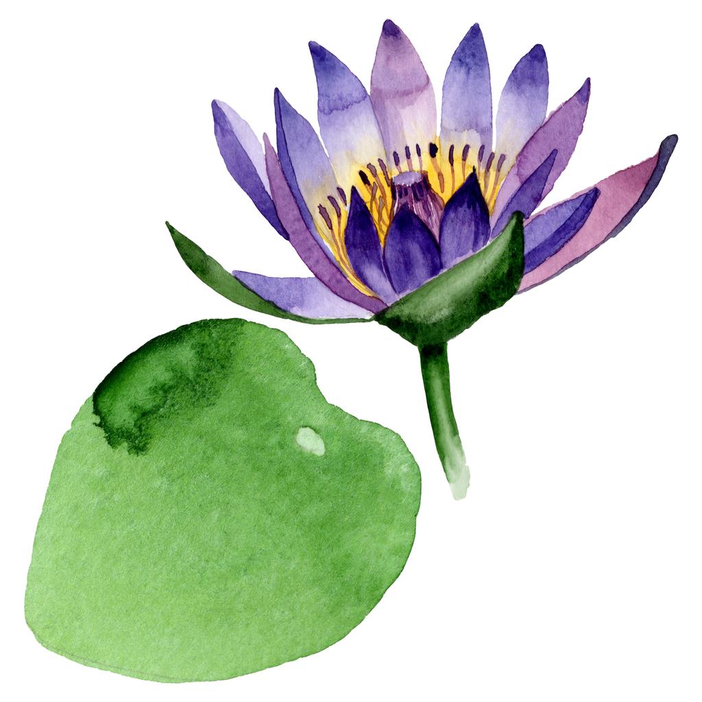 Λουλούδια λουλουδιών μπλε λωτού. Σύνολο εικονογράφησης φόντου. Μεμονωμένο στοιχείο απεικόνισης Nelumbo. - Φωτογραφία, εικόνα