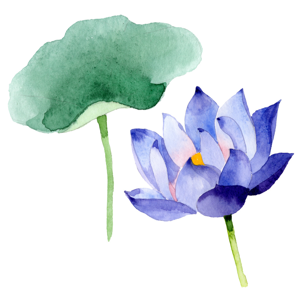 青蓮の花の植物の花 野生の春の葉の野生の花 水彩背景イラストセット 水彩画ファッションアクアレル 分離されたネランボイラスト要素 ロイヤリティフリー写真 画像素材