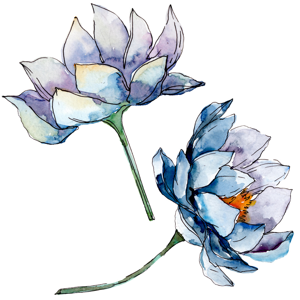 Lotus floral botanical flowers. background illustration set. Isolated nelumbo illustration element. - Photo, Image