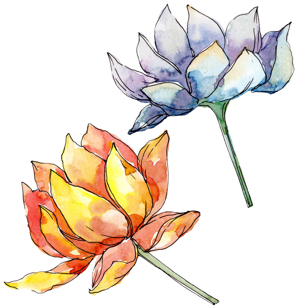 Fiori botanici floreali di loto. set illustrazione di sfondo. Elemento di illustrazione nelumbo isolato
. - Foto, immagini