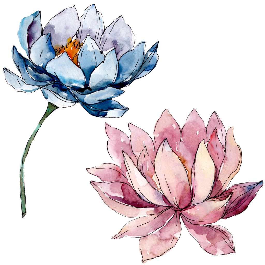 Lotus kwiatowy kwiatów botanicznych. zestawu ilustracji tła. Izolowane Nelumbo element ilustracji. - Zdjęcie, obraz