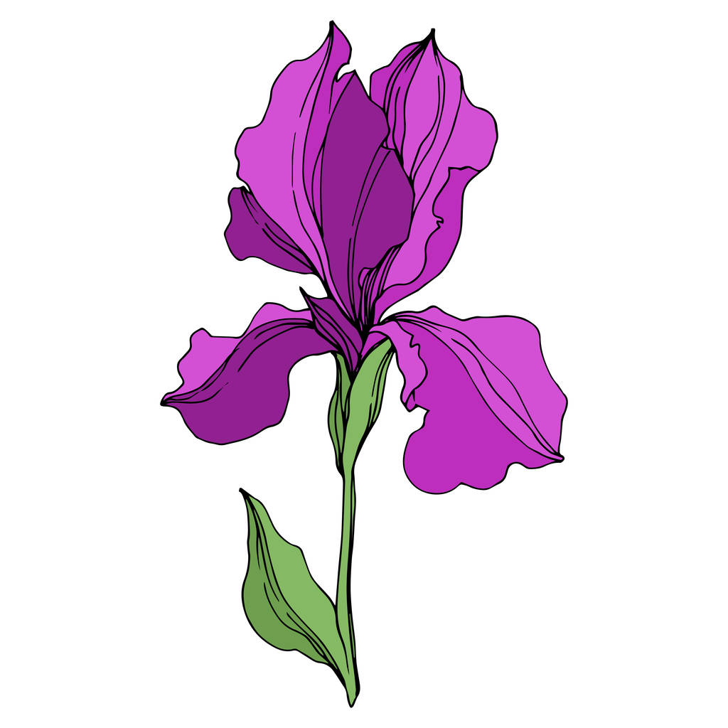 Vector Irises flores botánicas florales. Tinta grabada púrpura y verde. Elemento ilustrativo de iris aislado
. - Vector, Imagen