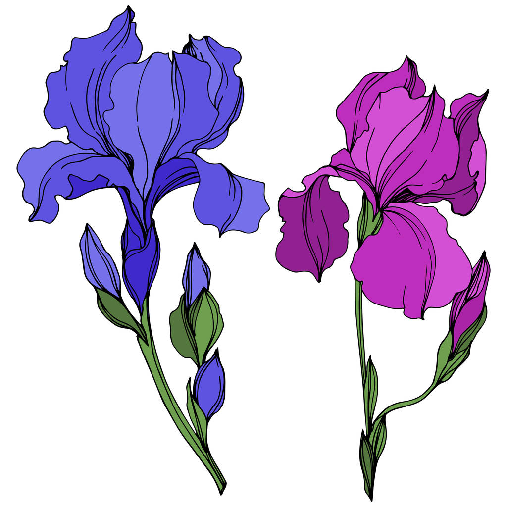 Το διάνυσμα Ιρινικά λουλούδια λουλουδιών. Μπλε και μοβ χαραγμένη τέχνη μελανιού. Απομονωμένο στοιχείο απεικόνισης ίριδες. - Διάνυσμα, εικόνα