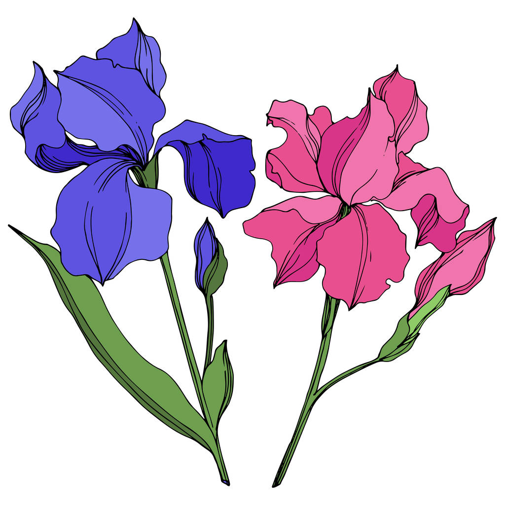 Το διάνυσμα Ιρινικά λουλούδια λουλουδιών. Μπλε και ροζ χαραγμένη τέχνη μελανιού. Απομονωμένο στοιχείο απεικόνισης ίριδες. - Διάνυσμα, εικόνα