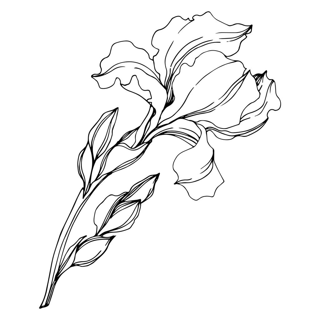 ベクトルアイリス花植物の花。黒と白の彫刻インクアート。孤立したアイリスイラスト要素. - ベクター画像