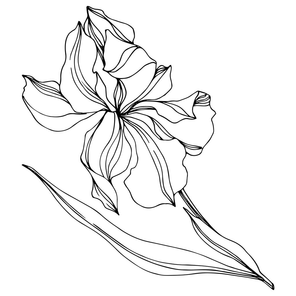 Vektori Irises kukka kasvitieteellinen kukkia. Musta ja valkoinen kaiverrettu muste taidetta. Eristetyt iirikset havainnollistava elementti
. - Vektori, kuva