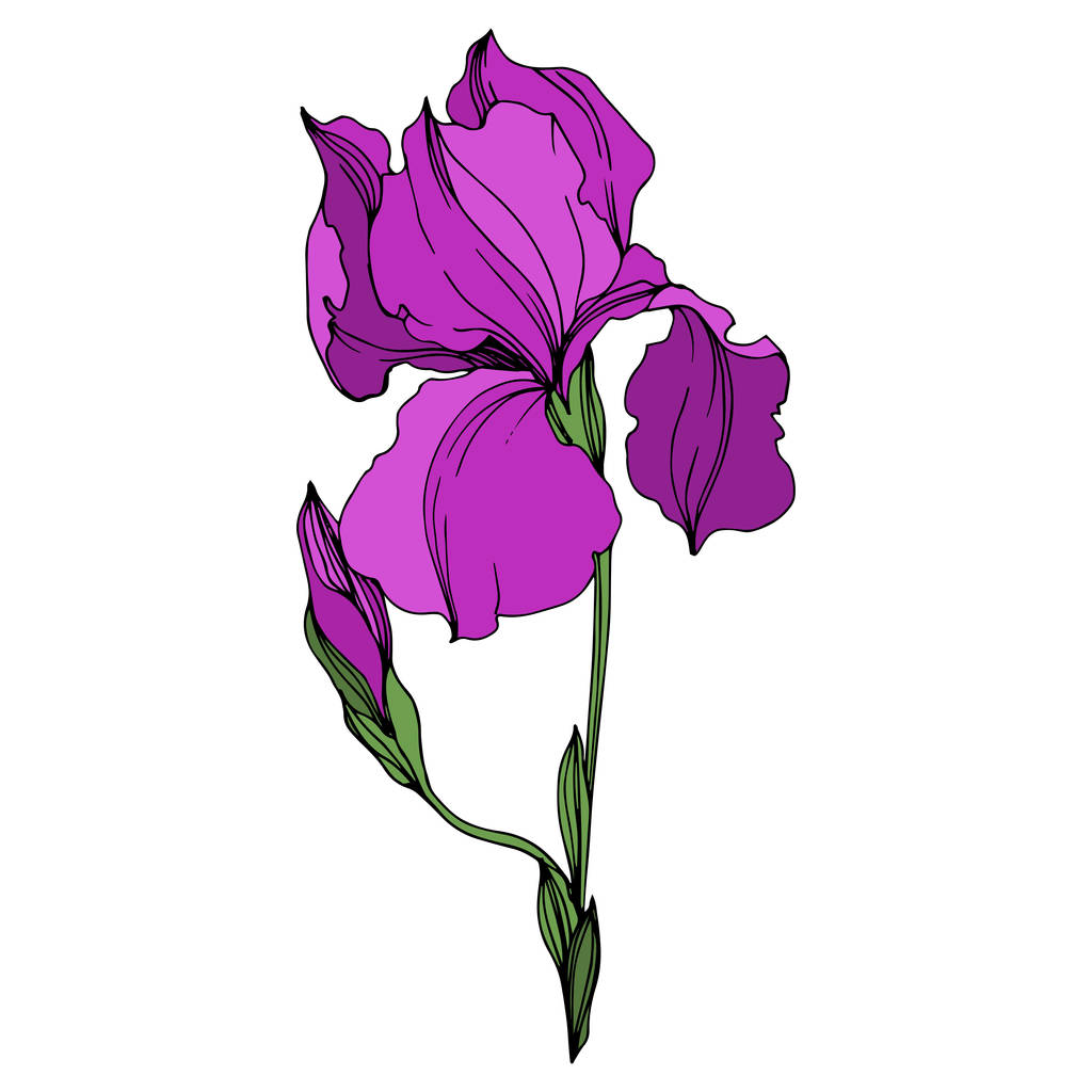 Векторные ирисы цветочные ботанические цветы. Фиолетовый и зеленый рисунок чернил. Изолированные ирисы
. - Вектор,изображение
