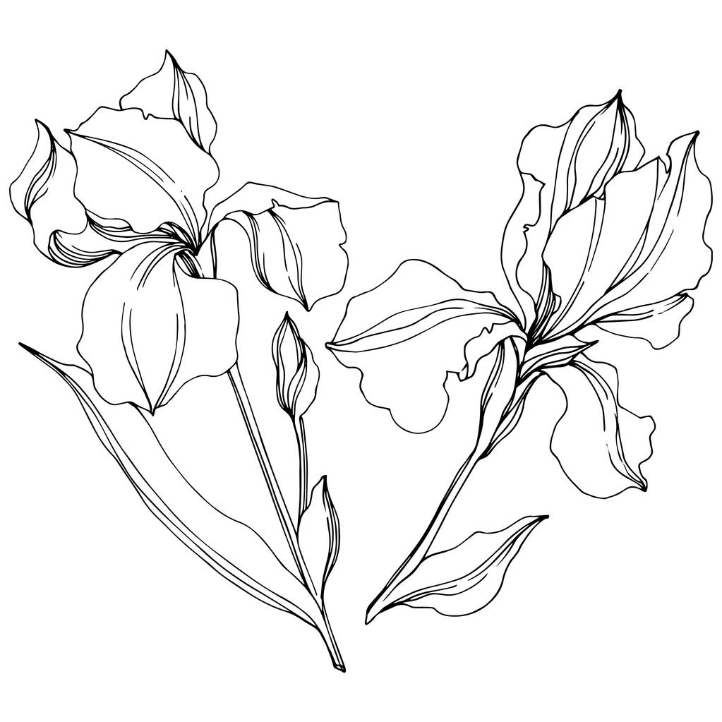 Vektorové irisy květinové botanické květy. Černé a bílé ryté inkoustem. Izolovaný prvek – izolovaná kosatce. - Vektor, obrázek