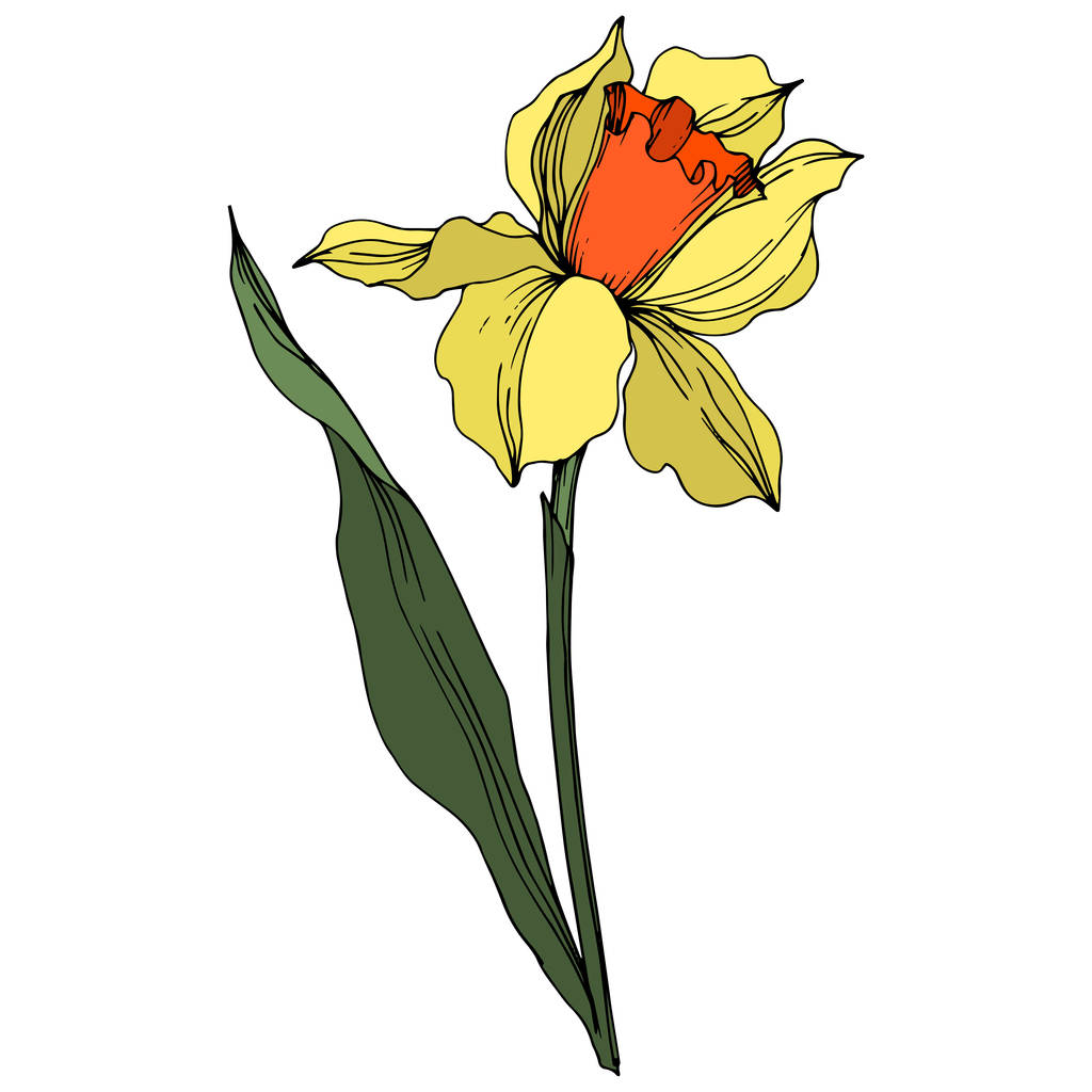 Vektori Narcissus kukka kasvitieteellinen kukka. Keltainen ja vihreä kaiverrettu muste taidetta. Erillinen Narcissus-havainnollistamiselementti
. - Vektori, kuva