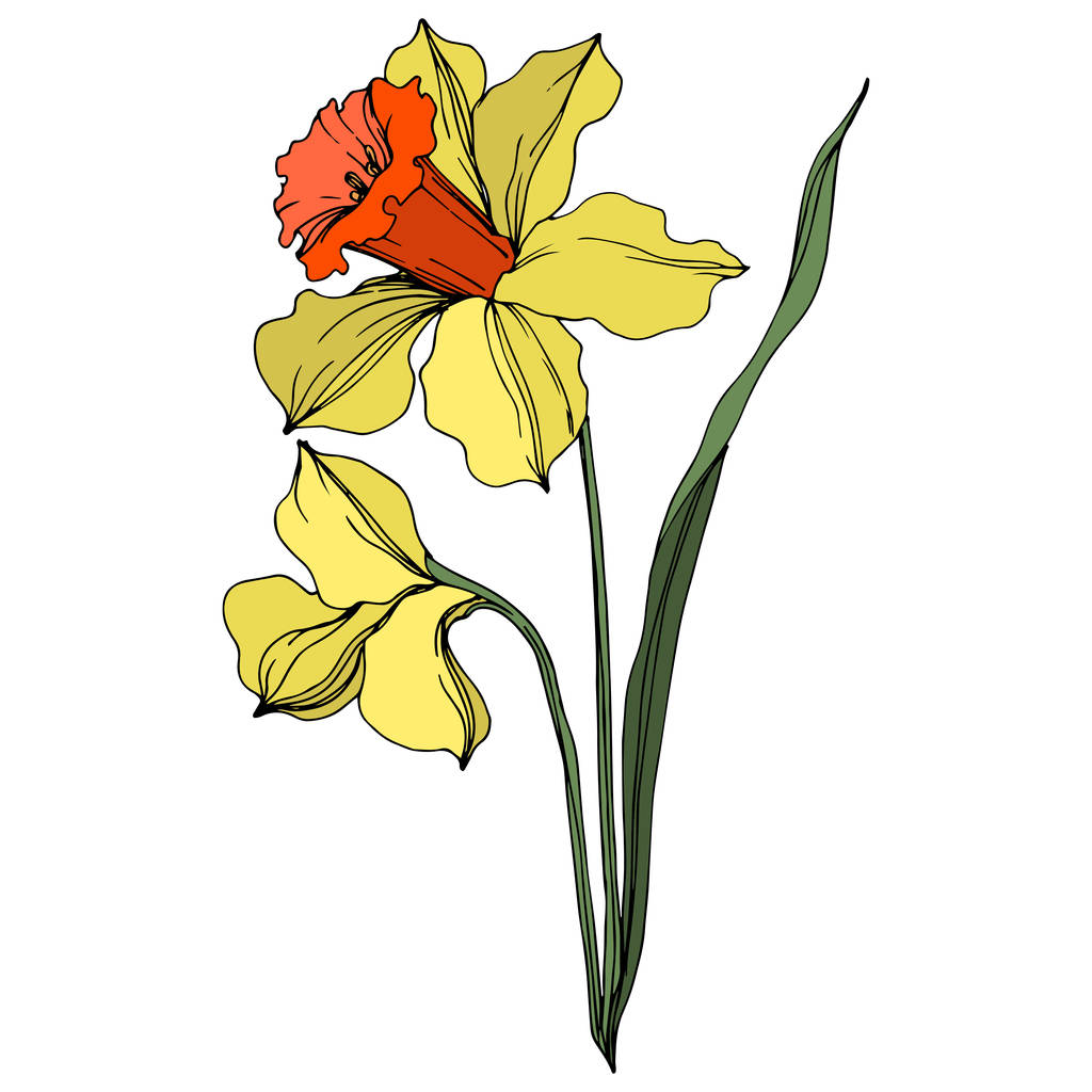 Vetor Narciso flor botânica floral. Arte de tinta gravada amarela e verde. Isolado elemento ilustração narciso
. - Vetor, Imagem