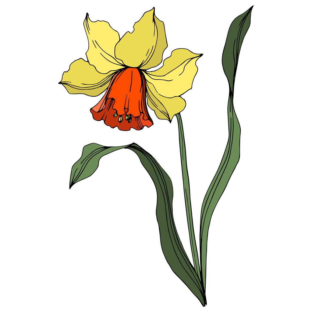 Vektori Narcissus kukka kasvitieteellinen kukka. Keltainen ja vihreä kaiverrettu muste taidetta. Erillinen Narcissus-havainnollistamiselementti
. - Vektori, kuva