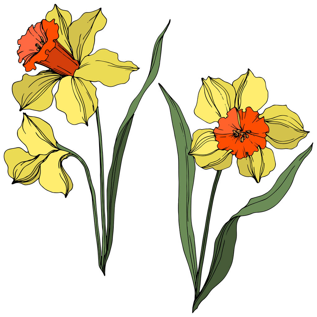 Вектор Нарцисс цветочный ботанический цветок. Желтая и зеленая гравировка чернил. Изолированный элемент иллюстрации нарцисса
. - Вектор,изображение