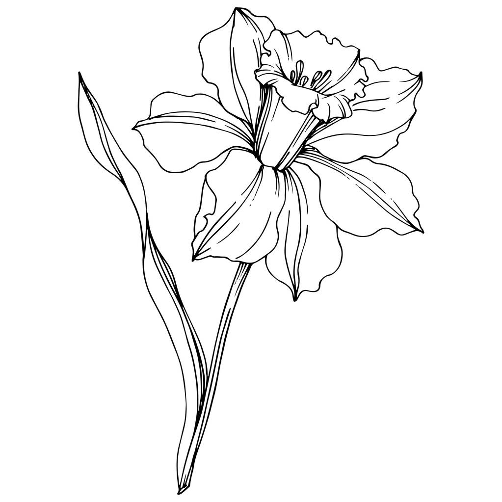 Vektori Narcissus kukka kasvitieteellinen kukka. Musta ja valkoinen kaiverrettu muste taidetta. Erillinen Narcissus-havainnollistamiselementti
. - Vektori, kuva