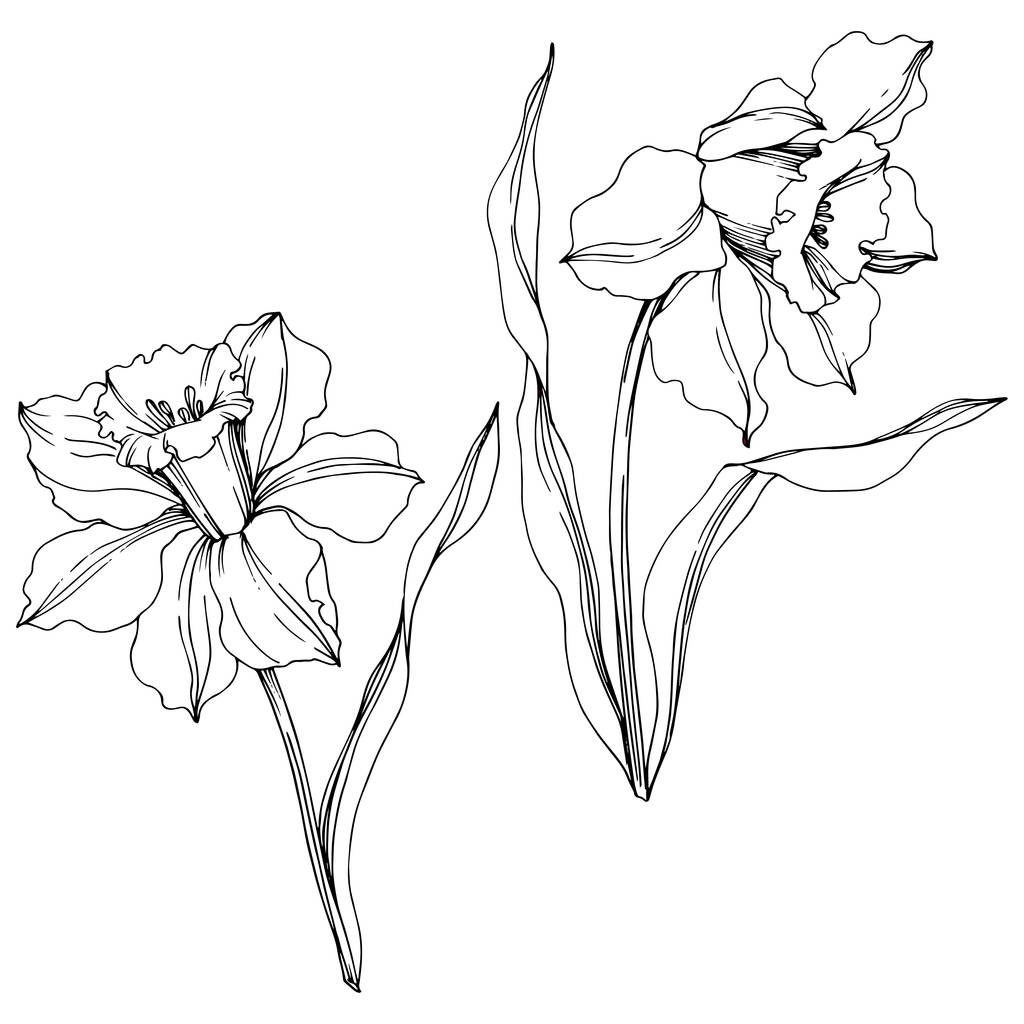 Vector Narcissus floral botanical flower. Black and white engraved ink art. Isolated narcissus illustration element. - Vector, Image