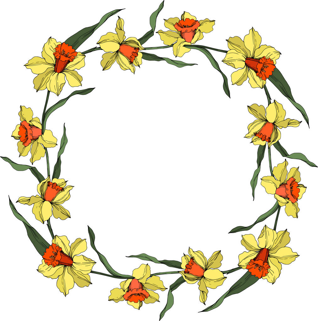 Vektor Narcissus virágos botanikus virág. Sárga és zöld gravírozott tinta művészet. Keretszegély Dísz tér. - Vektor, kép
