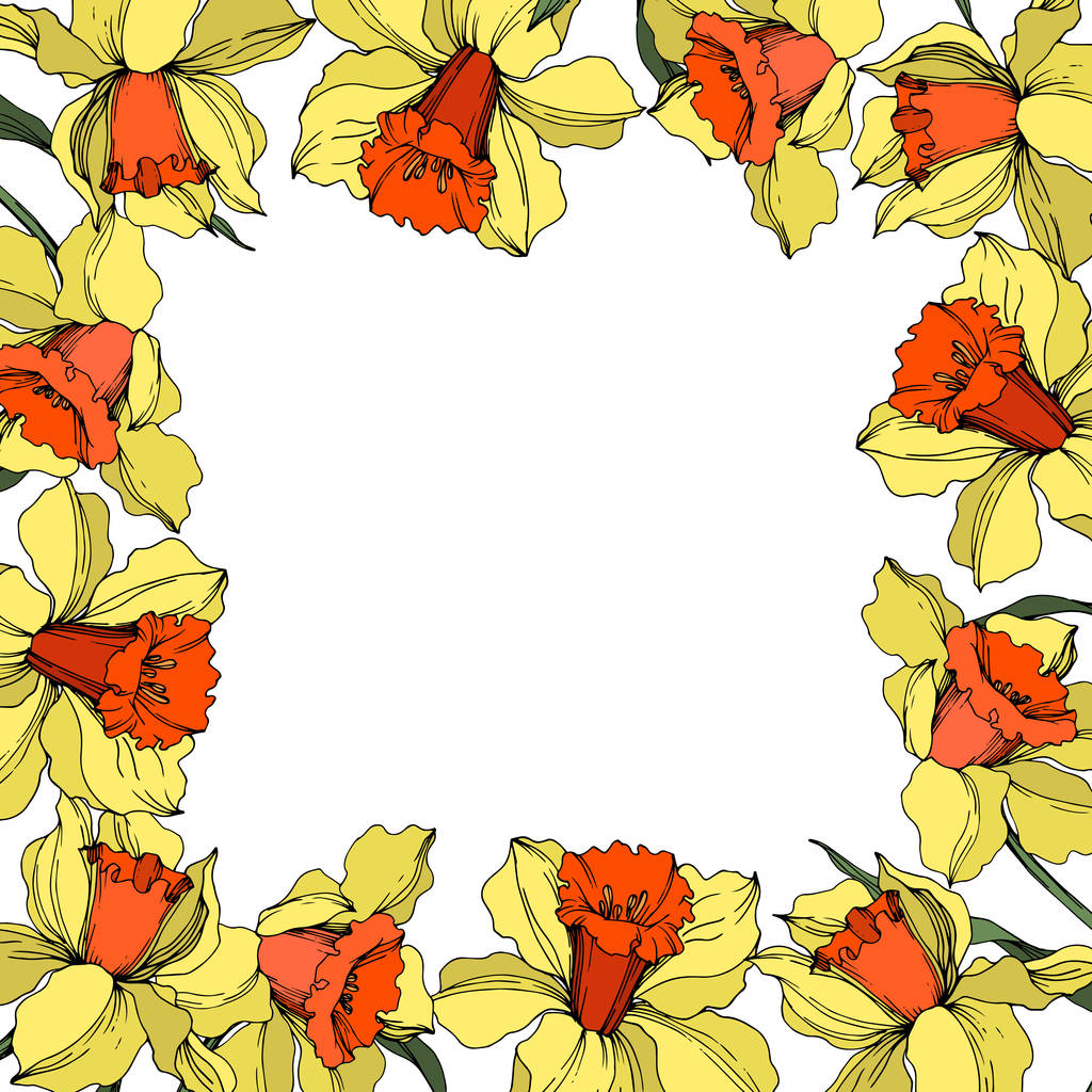 Vektor Narcissus virágos botanikus virág. Sárga és narancs vésett tinta művészet. Keretszegély Dísz tér. - Vektor, kép