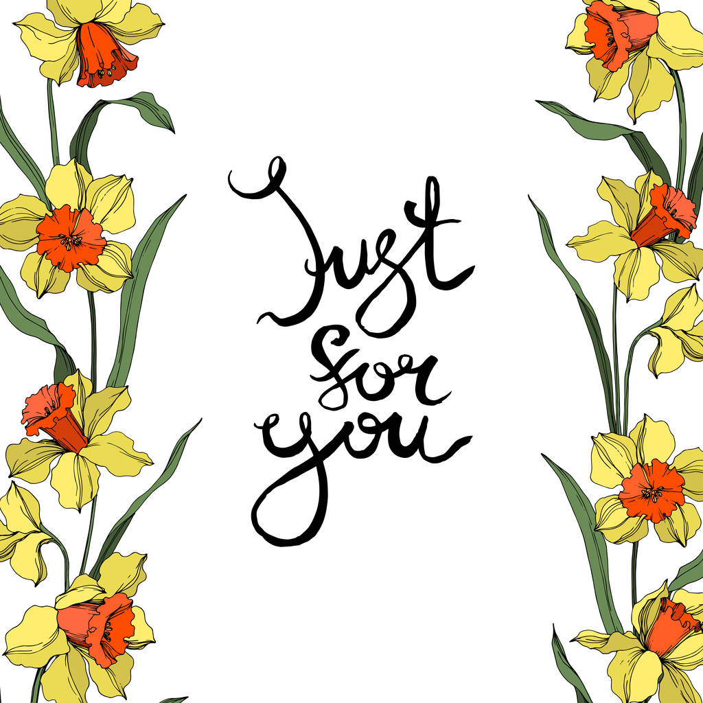 Vecteur Narcisse fleur botanique florale. Encre gravée jaune et verte. Cadre bordure ornement carré
. - Vecteur, image