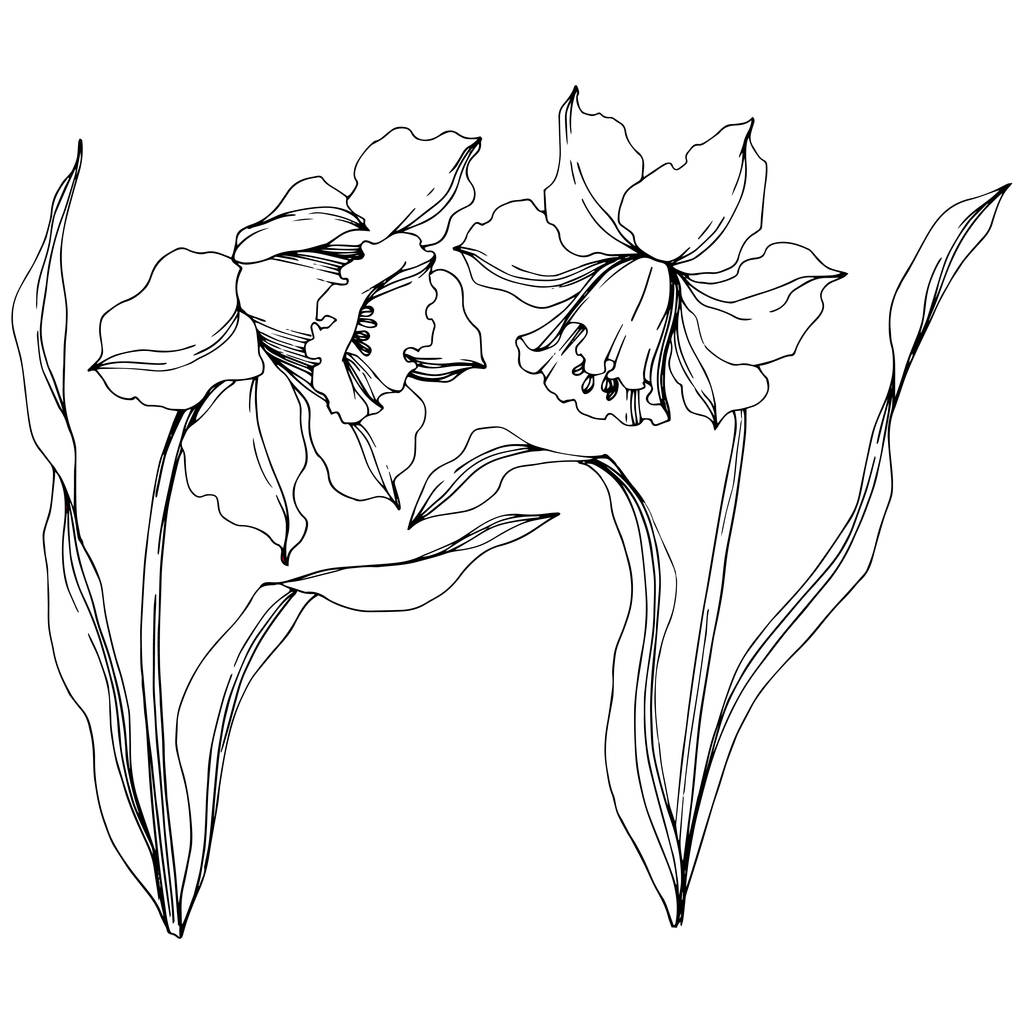 Διανυσματικά λουλούδια λουλουδιών Μαύρο και άσπρο χαραγμένο μελάνι τέχνης. Μεμονωμένο στοιχείο απεικόνισης νάρκισσος. - Διάνυσμα, εικόνα