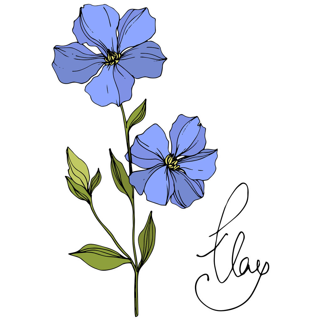 Vektor len virágos botanikai virágok. Kék és zöld gravírozott tinta művészet. Az elszigetelt len illusztrációs elem. - Vektor, kép