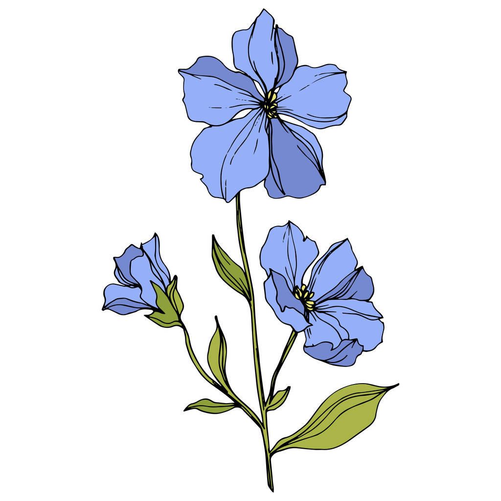 Vector Flax flores botánicas florales. Tinta grabada azul y verde. Elemento aislado de ilustración de lino
. - Vector, Imagen