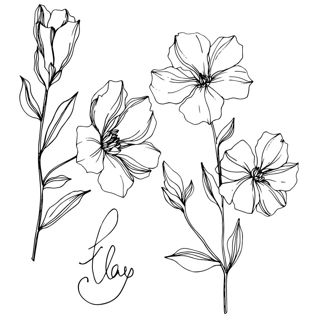 Διάνυσμα λινάρι floral βοτανική λουλούδια. Μαύρο και άσπρο χαραγμένο μελάνι τέχνης. Απομονωμένο στοιχείο απεικόνισης λίνου. - Διάνυσμα, εικόνα