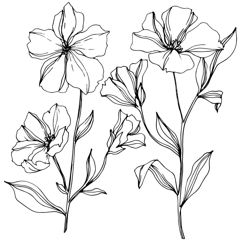 Vektori Flax kukka kasvitieteellinen kukkia. Musta ja valkoinen kaiverrettu muste taidetta. Erillinen pellavan kuvituselementti
. - Vektori, kuva
