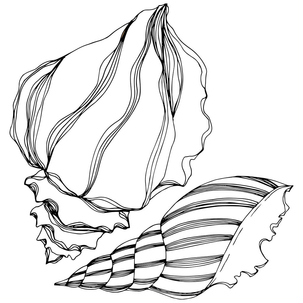 Vector Summer beach seashell tropical elements. Black and white engraved ink art. Isolated shell illustration element. - Vector, Image