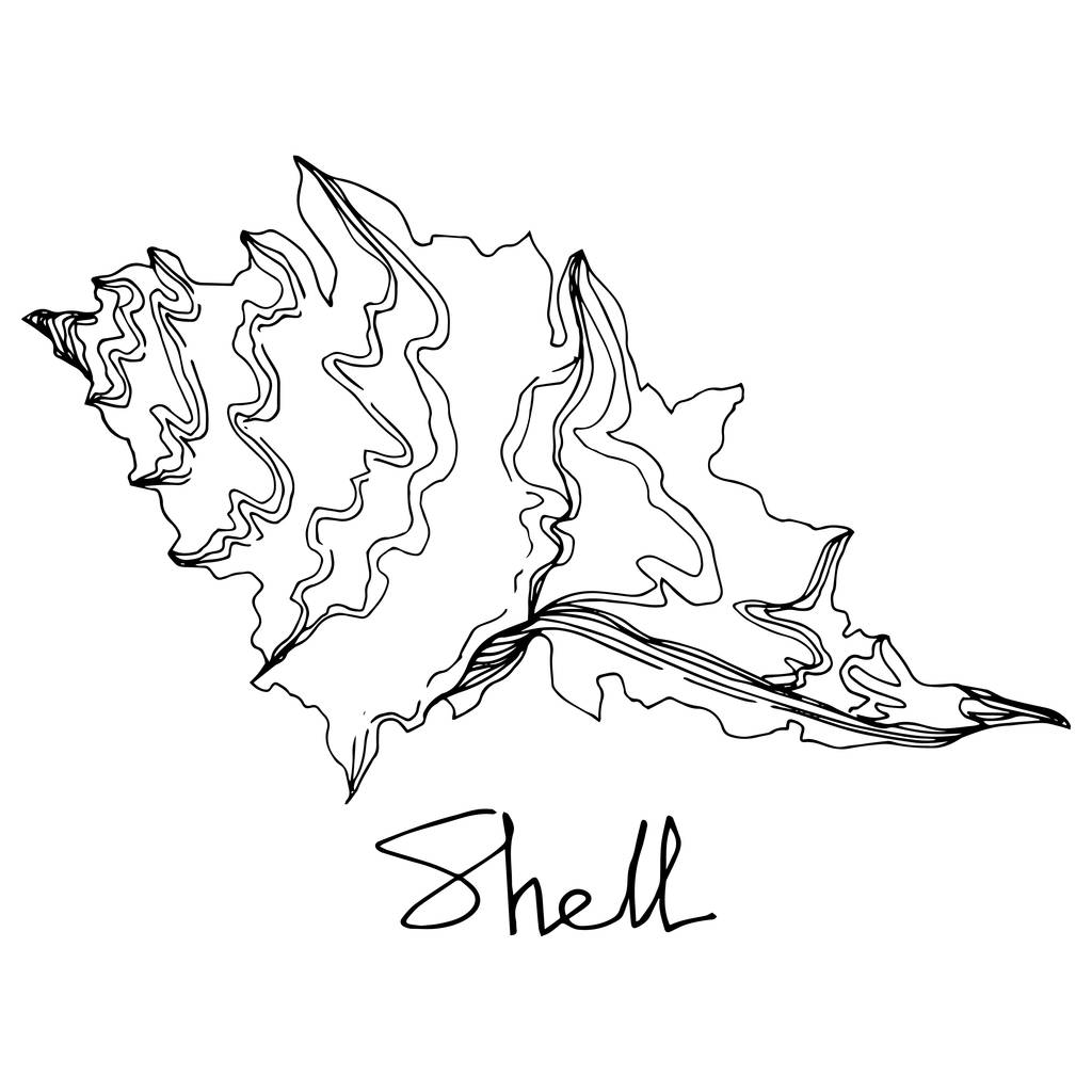 Vector nyári strand Seashell trópusi elemeket. Fekete-fehér vésett tinta Art. Izolált Shell illusztrációs elem. - Vektor, kép