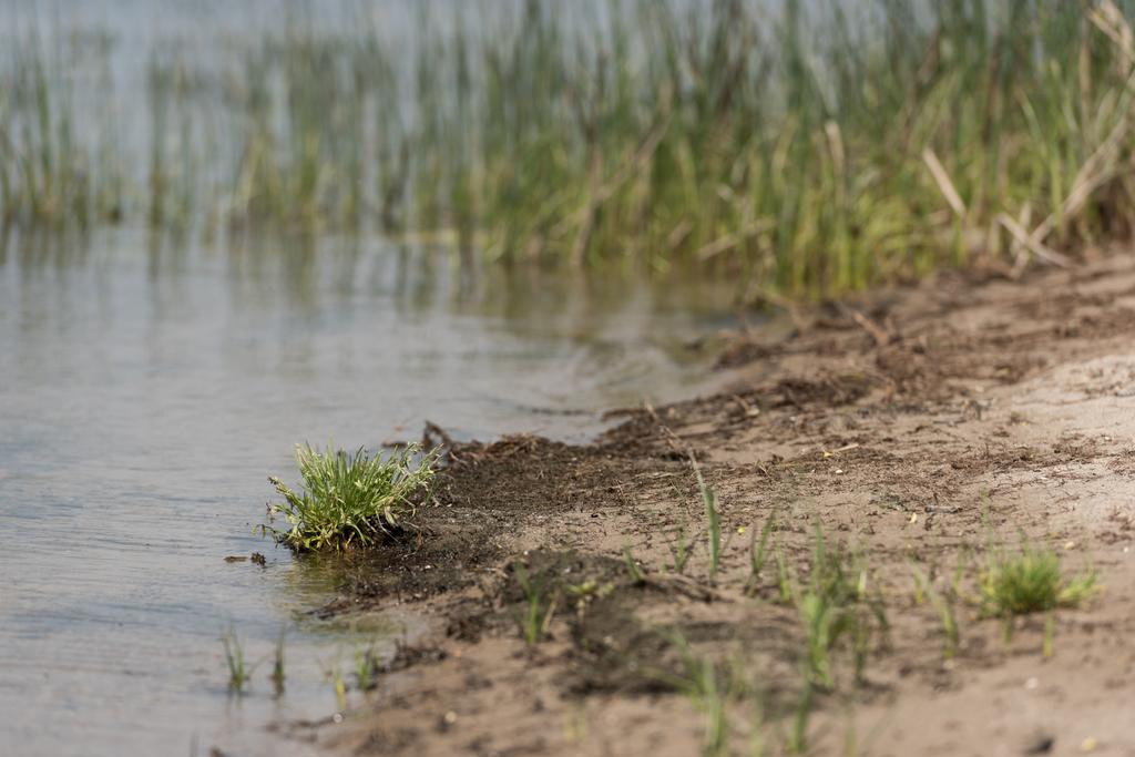 селективная направленность песчаного берега реки с зеленой травой
 - Фото, изображение