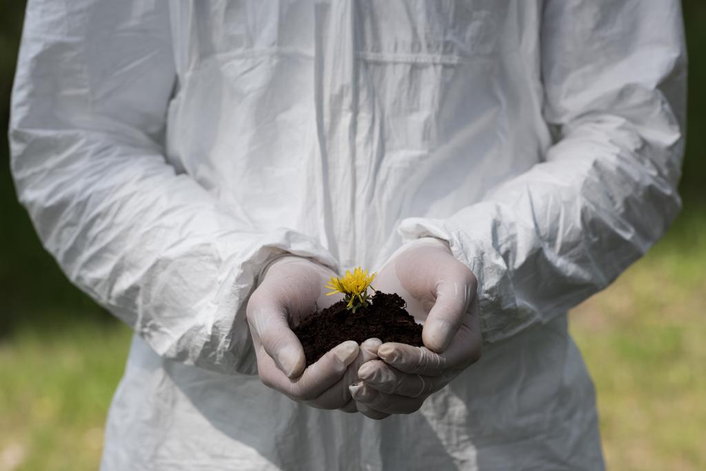 partial view of ecologist in latex gloves holding handful of soil with dandelion - Photo, Image