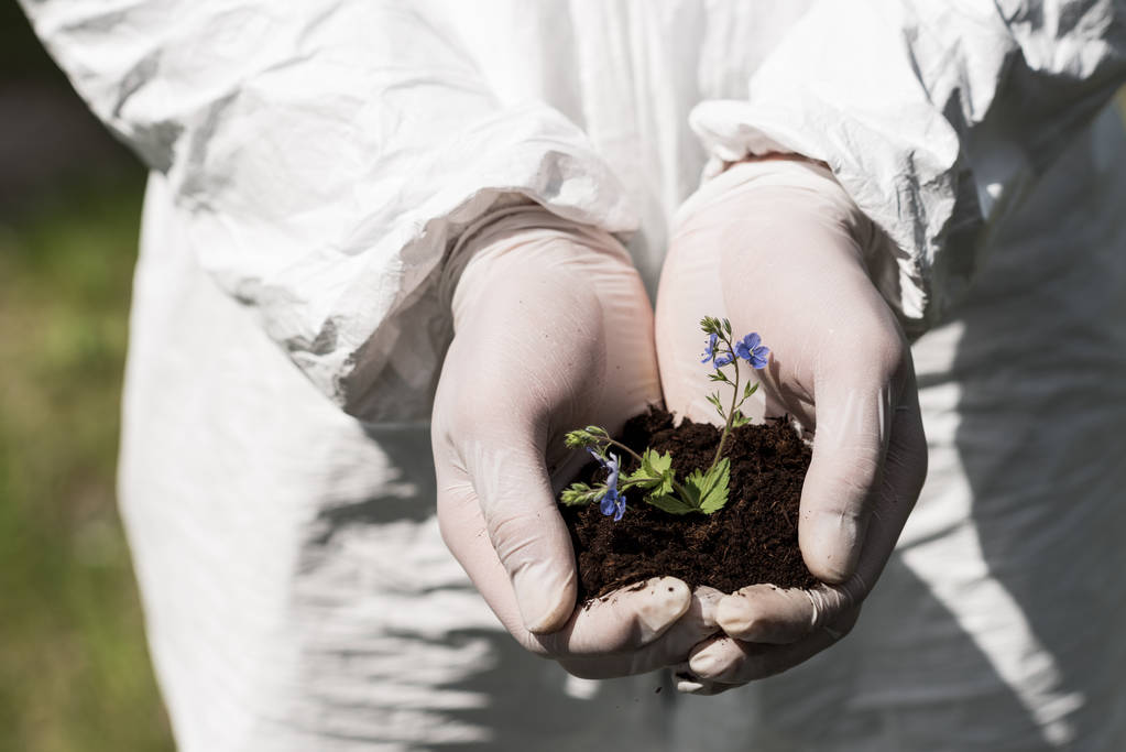 Teilansicht eines Ökologen in Latexhandschuhen, der eine Handvoll Erde mit Tagesblumen hält - Foto, Bild