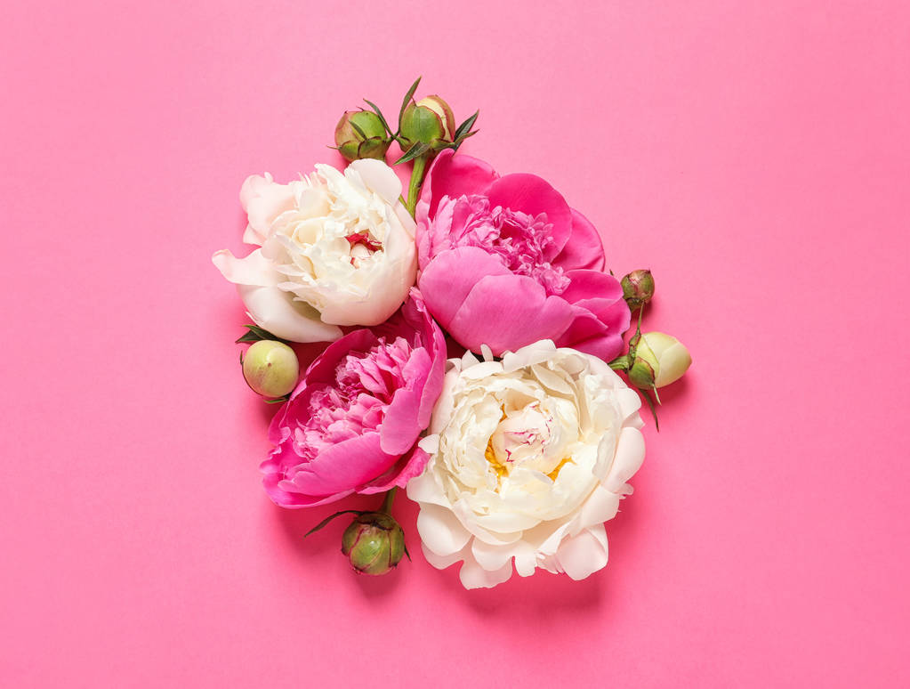 Beautiful peonies on color background, flat lay - Photo, Image