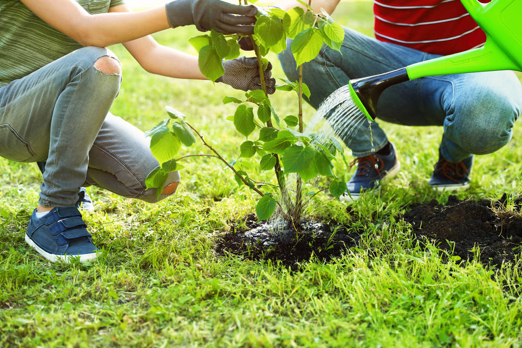 Dad and son planting tree together in backyard on sunny day, closeup - Photo, Image
