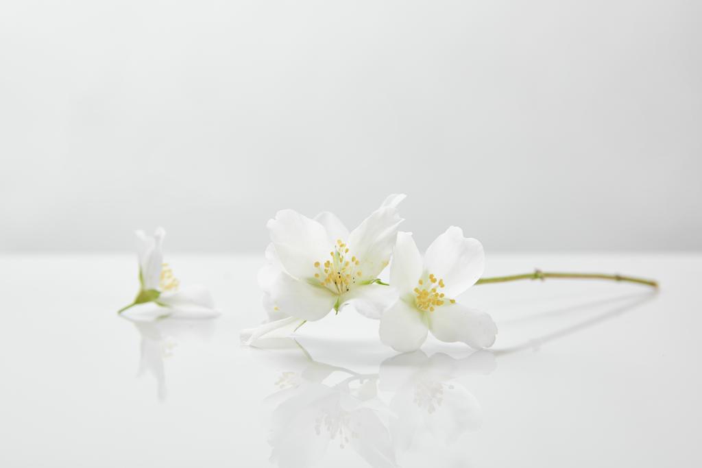 свежие и натуральные жасминовые цветы на белой поверхности
 - Фото, изображение