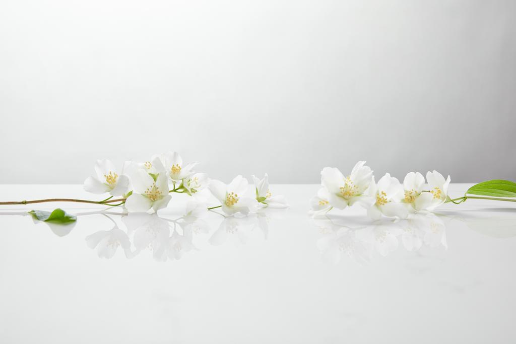 frische und natürliche Jasminblüten auf weißer Oberfläche - Foto, Bild