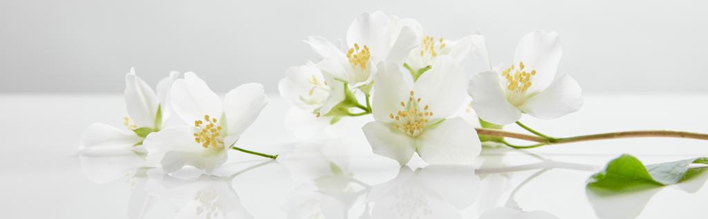 panoraama laukaus jasmiinin kukkia valkoisella pinnalla
 - Valokuva, kuva