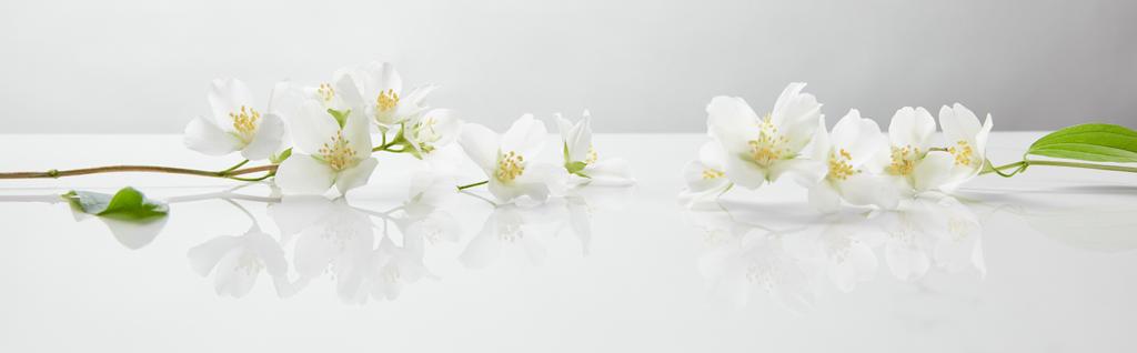 Panoramaaufnahme von Jasminblüten auf weißer Oberfläche - Foto, Bild