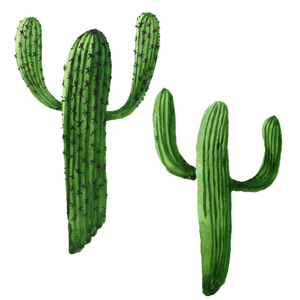 Зелена кактусова квіткова ботанічна квітка. Набір ілюстрацій для акварельного фону. Ізольований елемент ілюстрації кактусів
. - Фото, зображення