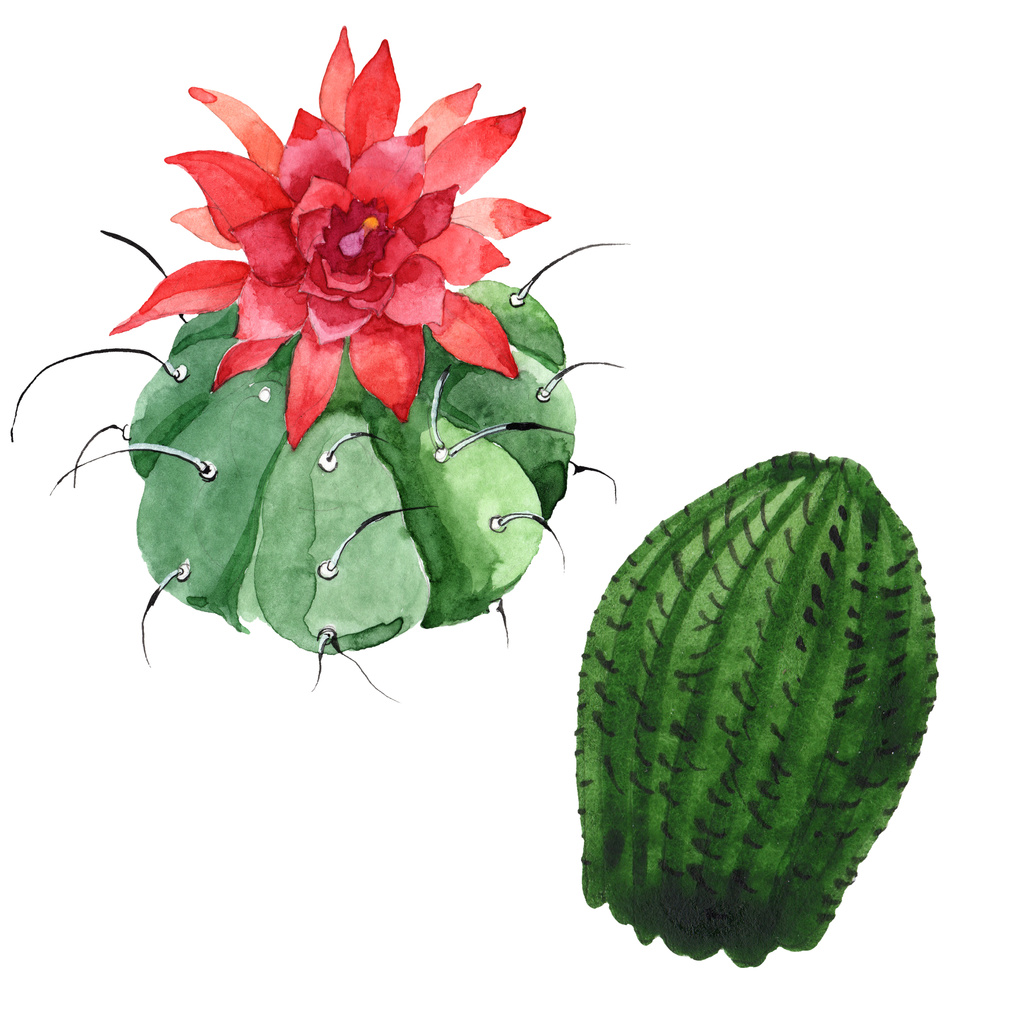 Groene cactus bloemen botanische bloem. Aquarel achtergrond illustratie instellen. Illustratie element geïsoleerd cacti. - Foto, afbeelding