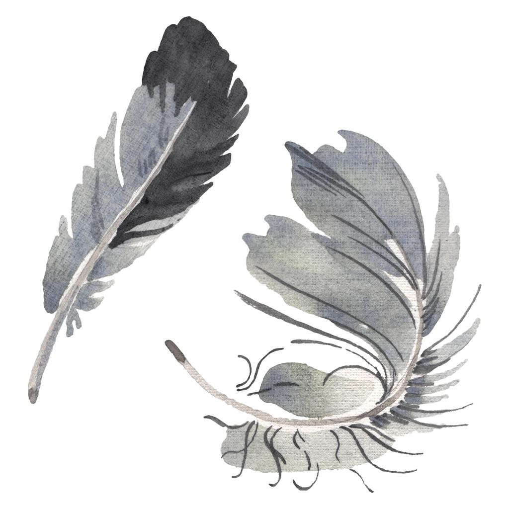 翼から水彩画の鳥の羽を隔離。背景のためのアクアレルの羽。孤立した羽のイラスト要素. - 写真・画像