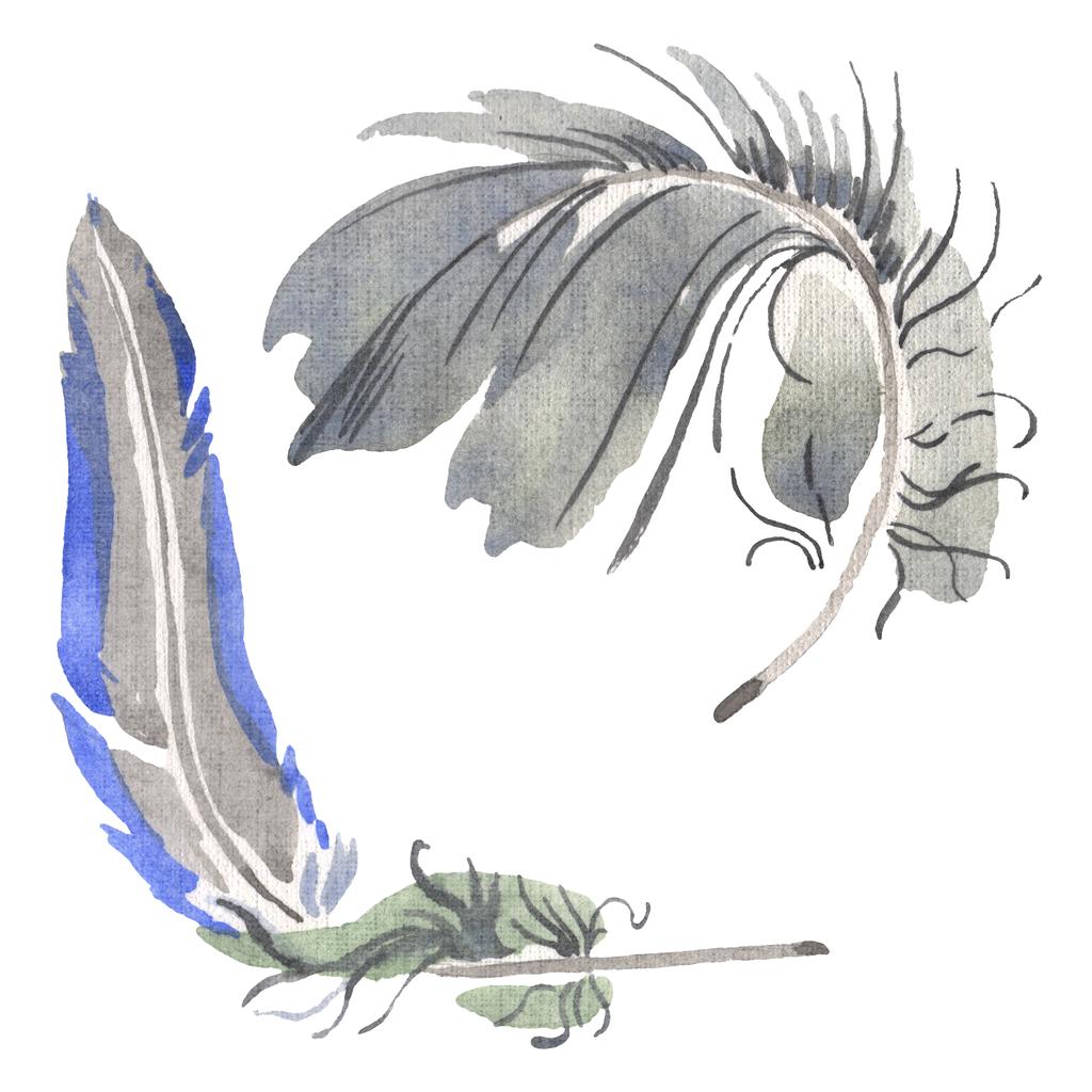 Aquarel vogel veren van vleugel geïsoleerd. Aquarelle Feather voor achtergrond. Geïsoleerd Feather illustratie element. - Foto, afbeelding