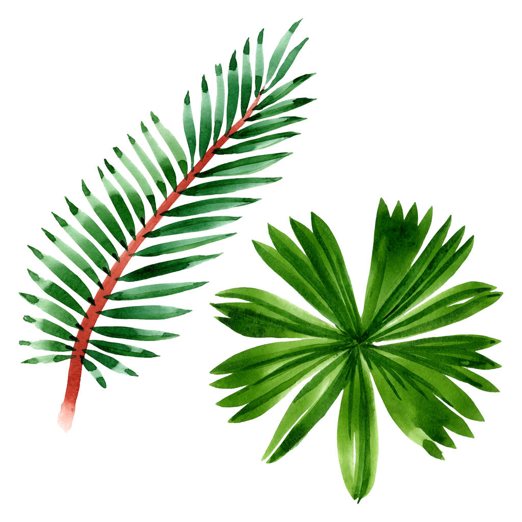 エキゾチックな熱帯ハワイの夏 パームビーチの木はジャングルの植物を残します 水彩背景イラストセット 水彩画ファッションアクアレル孤立 分離されたリーフ イラスト要素 ロイヤリティフリー写真 画像素材