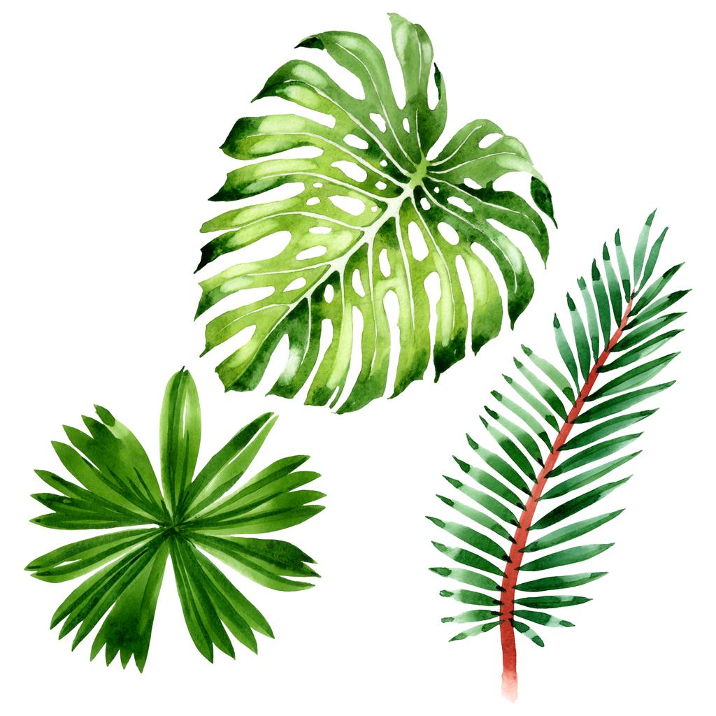 Palm beach tree leaves jungle botanical. Watercolor background illustration set. Isolated leaf illustration element. - Photo, Image