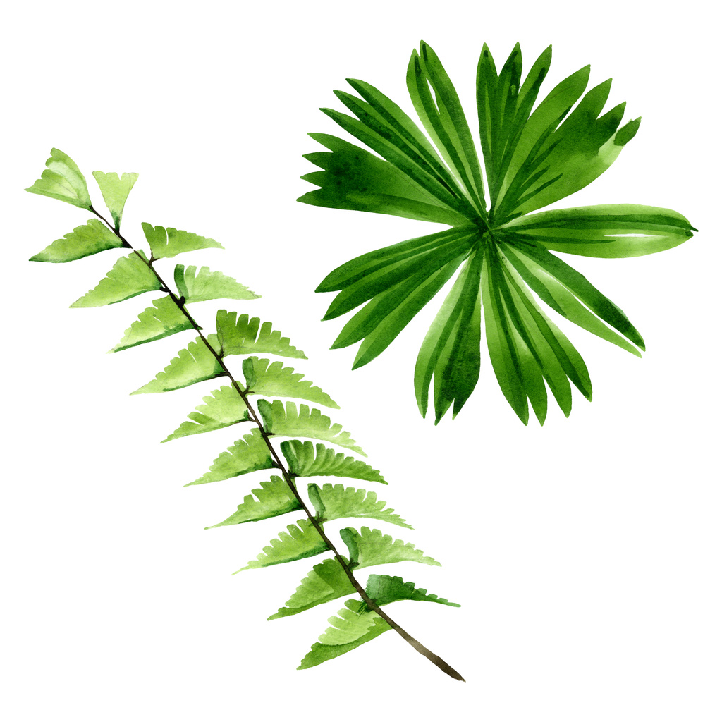 Palm beach tree leaves jungle botanical. Watercolor background illustration set. Isolated leaf illustration element. - Photo, Image