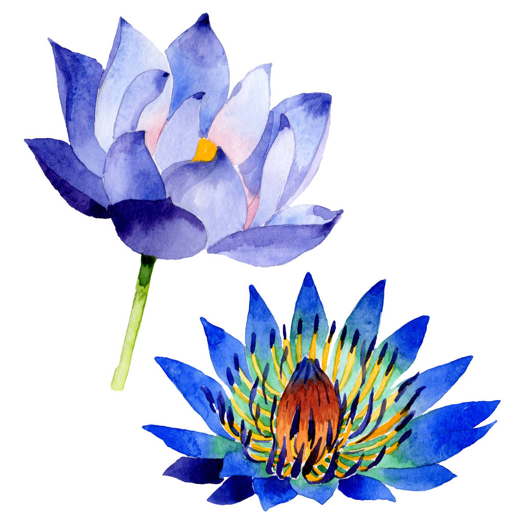 Kék lótusz virágos botanikai virágok. Akvarell háttér illusztráció meg. Elszigetelt Nelumbo illusztráció elem. - Fotó, kép