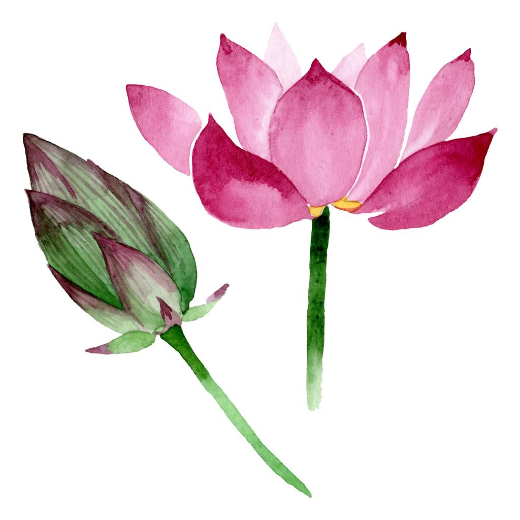 Pink lotus floral botanical flowers. Watercolor background illustration set. Isolated nelumbo illustration element. - Photo, Image