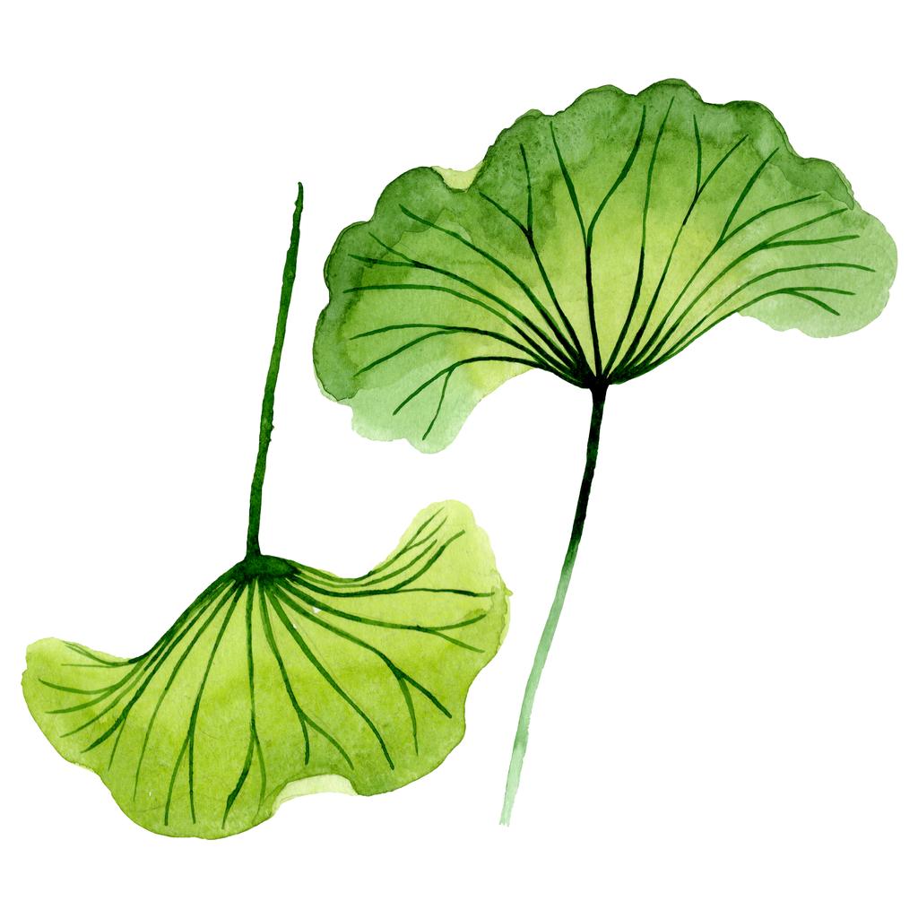 Folha de lótus verde flores botânicas florais. Conjunto de fundo aquarela. Elemento de ilustração nelumbo isolado
. - Foto, Imagem